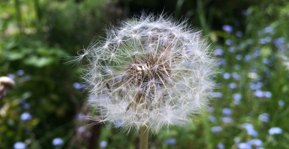 Sinnbildlich für Sensibilität (Pusteblume) versus emotionaler Stabilität (Stahlnagel) - als eine der Persönlichkeitsdimensionen der Big Five - Persönlichkeitsanalyse