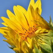 Foto einer Sonnenblumenblüte, die bereits halb geöffnet ist - symbolisch für Persönlichkeitsentfaltung