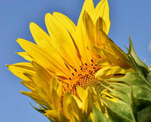 Foto einer Sonnenblumenblüte, die bereits halb geöffnet ist - symbolisch für Persönlichkeitsentfaltung