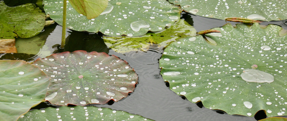 Lotuseffekt - wie auch Resilienz - der Regen ist nicht weg, doch man wird nicht komplett nass. Das ist Resilienz und mentale Gesundheit.