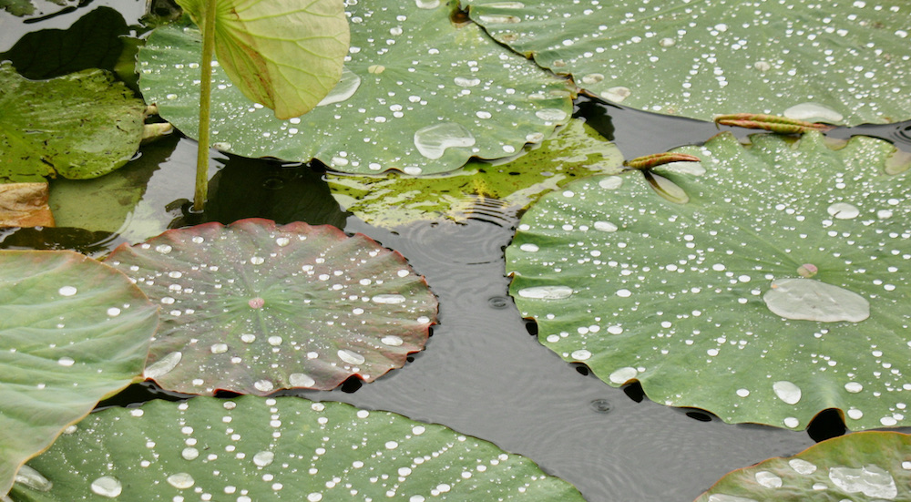 Lotuseffekt - wie auch Resilienz - der Regen ist nicht weg, doch man wird nicht komplett nass. Das ist Resilienz und mentale Gesundheit.